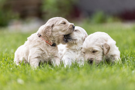 One Golden retriever puppy is bitting the other one while their brother is sniffing something in the grass.の写真素材