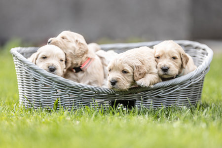 While two puppies in backround are playing game, the front ones are trying to jump out of the basket.の写真素材