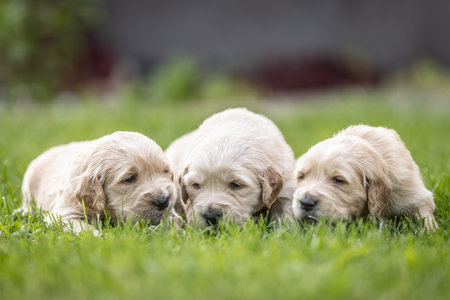 Little puppies of golden retriever breed lying in the grass.の写真素材