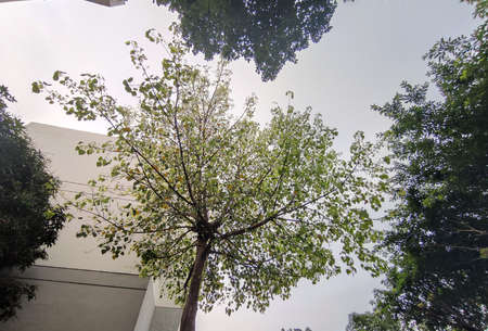 A simple treeの写真素材