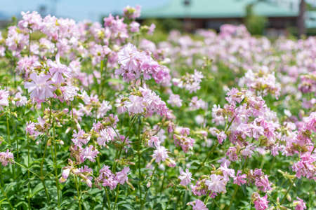 pink flowers in a meadow on a sunny day with out of focus backgroundの写真素材