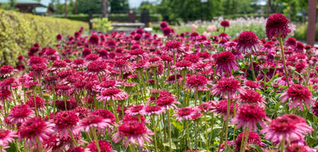 Echinacea Delicious Candy in a square on a sunny day with out of focus backgroundの写真素材