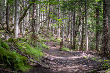 forest on mount fuji used for hiking in subashiri, an option for those who do not want to do the top...