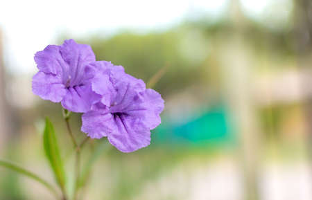 Ruellia brittoniana or Mexican Petunia with an unfocused background in springの写真素材