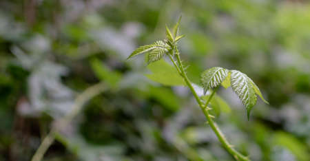 macro photo of a rosehip leaf with the background out of focus in summer