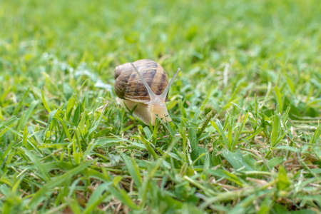 macro photo of snail on the grass on a summer dayの写真素材