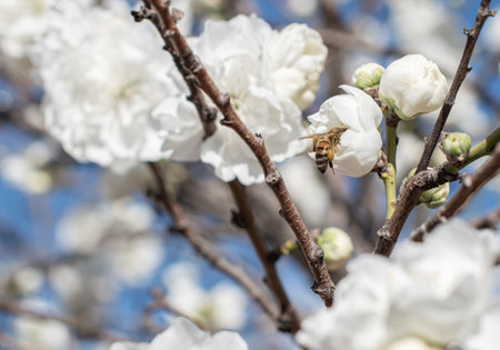 double peach flower or garden peach with a bee, the plant is a variant that is used decoratively...