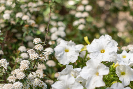 white petunia flowers next to a branch of with white bridal wreath flowers, defocused background...