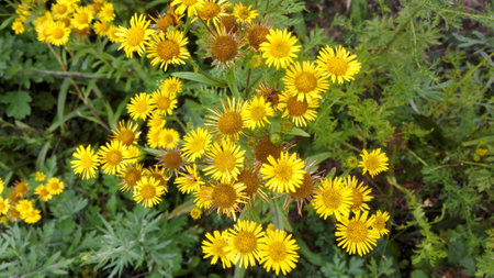 Wildflowers 