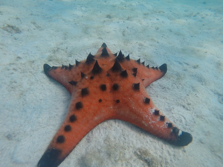 Thailand Ko Mak Coral Reef Red Seastar Fishの写真素材