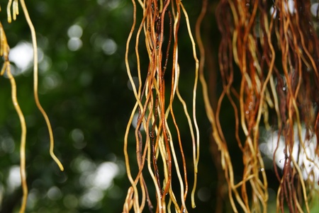 Hangs the root of the の写真素材