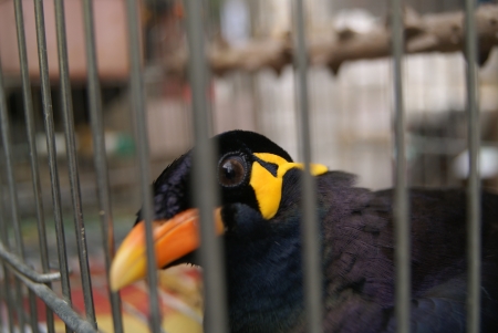 bird の写真素材
