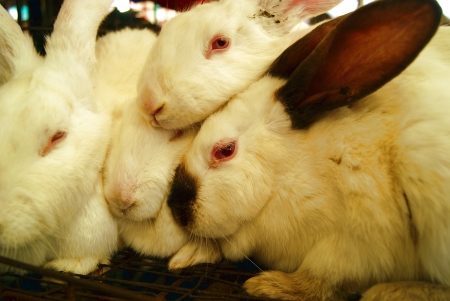 rabbit の写真素材