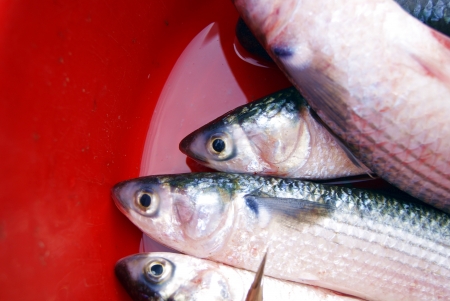 fish 