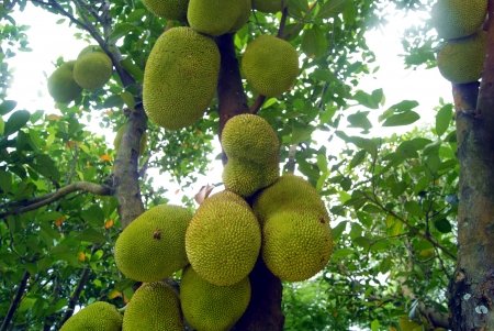 jackfruit 