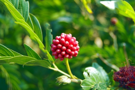 Red fruit 