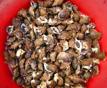 conch の写真素材