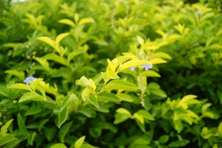 Plant green leaves の写真素材