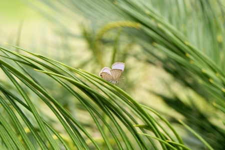 The butterfly の写真素材