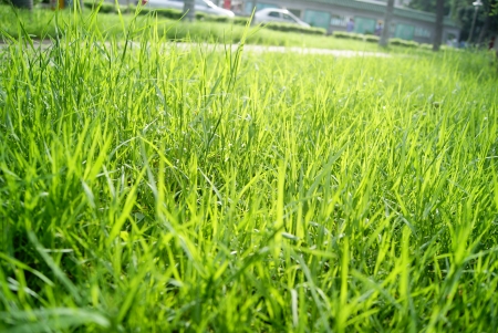 grass 
