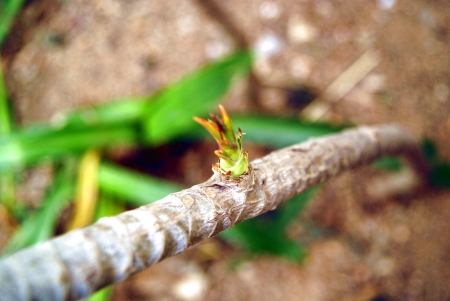 Tree buds 