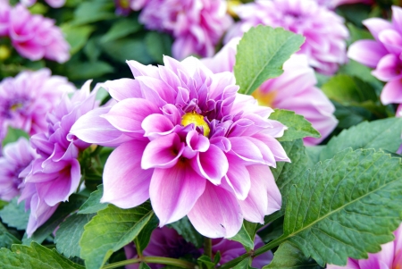 flowers の写真素材