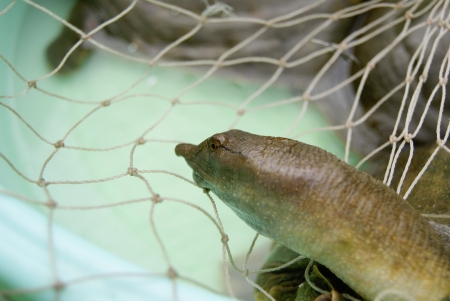 turtle の写真素材