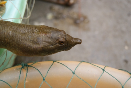 turtle 