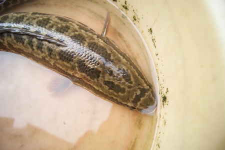 fish 