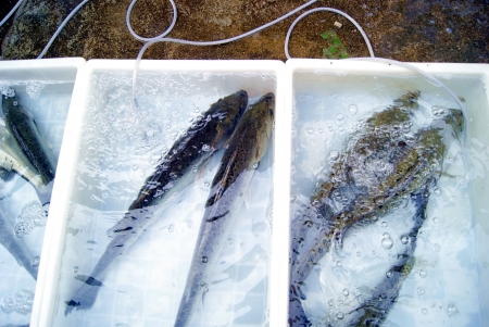 fish 