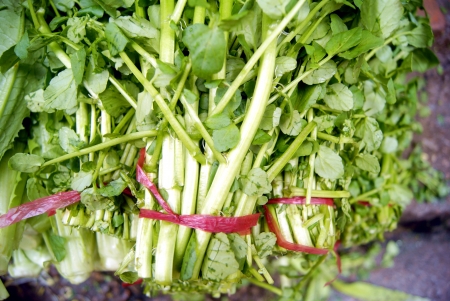 nasturtium officinaleの写真素材