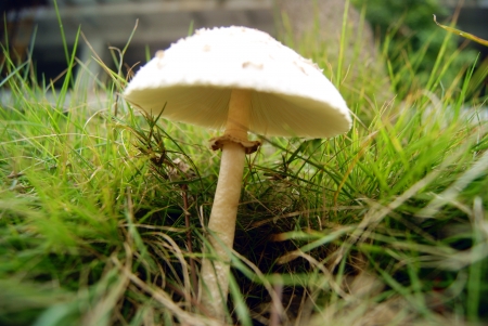 mushrooms の写真素材