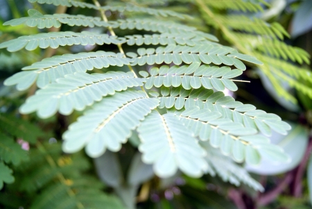 Green leavesの写真素材