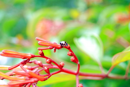 Flowers and small beetles 