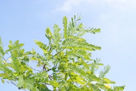 Green trees の写真素材