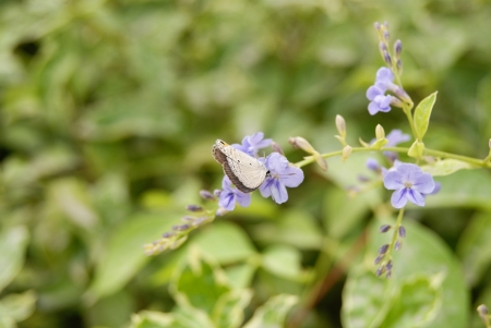 The butterfly の写真素材