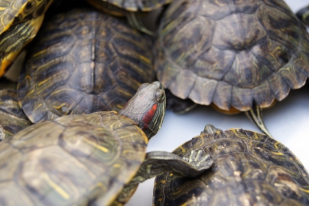 tortoise の写真素材