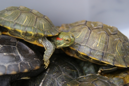 tortoise の写真素材