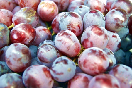 grapes の写真素材
