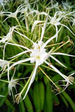 flowers の写真素材
