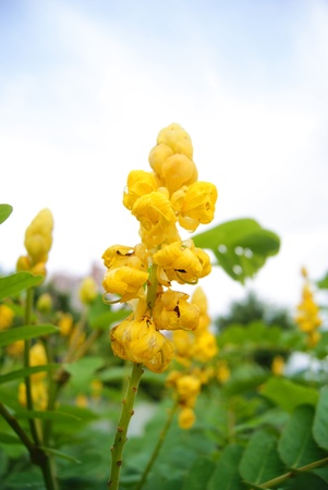 flowersの写真素材