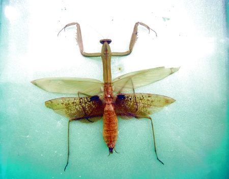 Insect specimens の写真素材