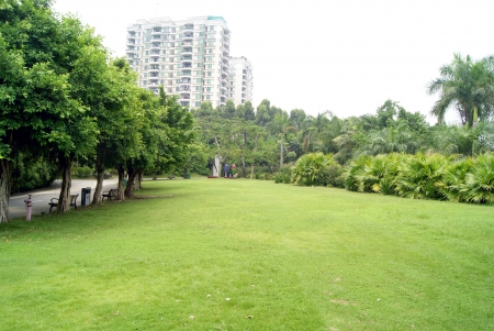 Trees and grass 