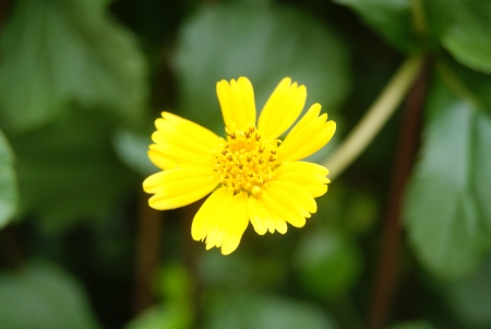 flowers の写真素材