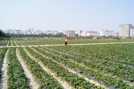 Strawberry planting のeditorial素材