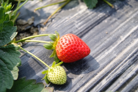Strawberry, in growth の写真素材