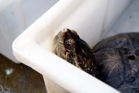 Tortoiseの写真素材