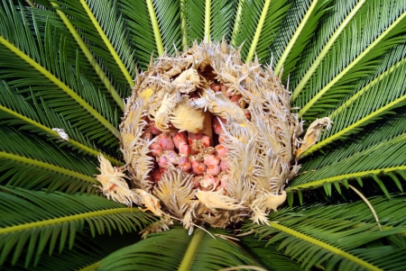 Cycas green leaves の写真素材