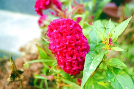 flowersの写真素材