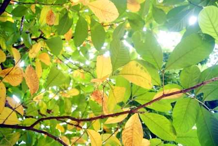 Tree leaves の写真素材
